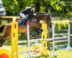 jumper Elbdiva (German Sport Horse, 2009, from Elbadel)