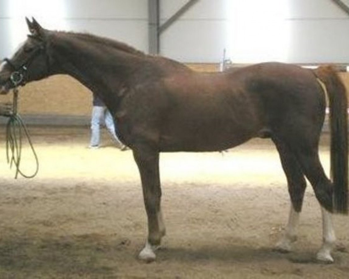 stallion Laudatus (Selle Français, 1985, from Laudanum xx)