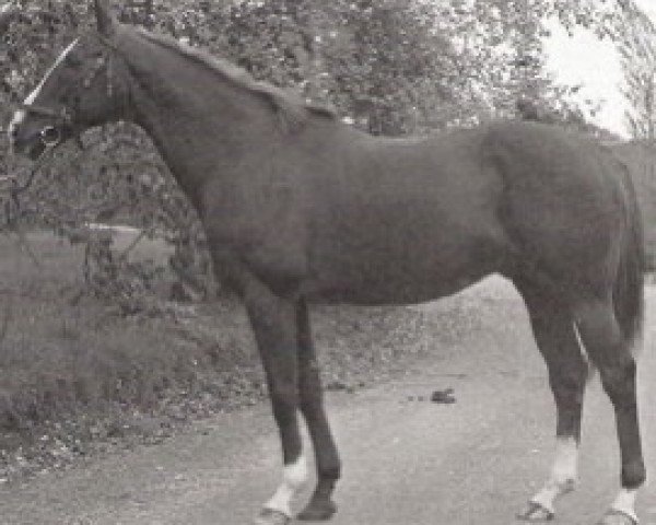 stallion D'Arras xx (Thoroughbred, 1971, from Djakao xx)