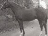 stallion D'Arras xx (Thoroughbred, 1971, from Djakao xx)