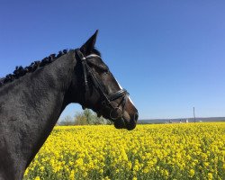 broodmare Quite's Angel (Bavarian, 2012, from Quite's Prince)