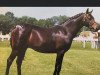 stallion Sufton Romany Lore (British Riding Pony, 1990, from Rowden Last of the Eagles)