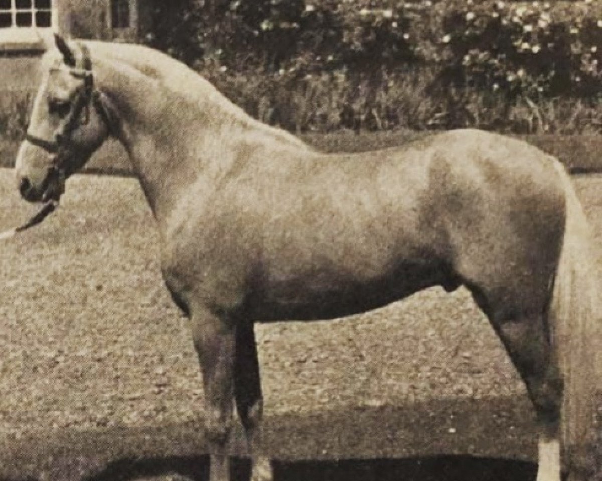stallion Solway Golden Curlew (British Riding Pony,  , from Bubbly)