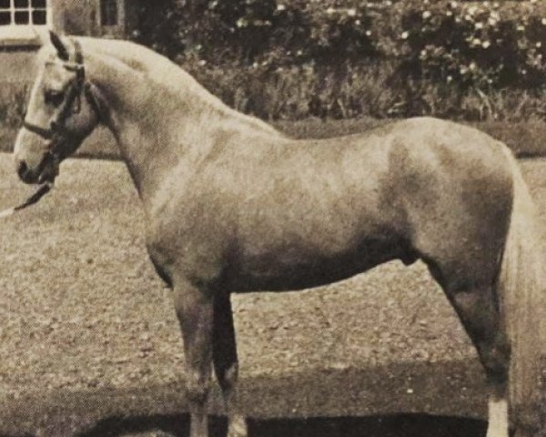 Deckhengst Solway Golden Curlew (British Riding Pony,  , von Bubbly)