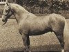 stallion Solway Golden Curlew (British Riding Pony,  , from Bubbly)