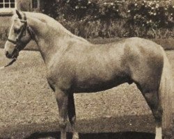 stallion Solway Golden Curlew (British Riding Pony,  , from Bubbly)