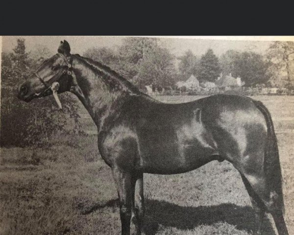 stallion Rufus (British Riding Pony, 1970, from Queen's Colour xx)