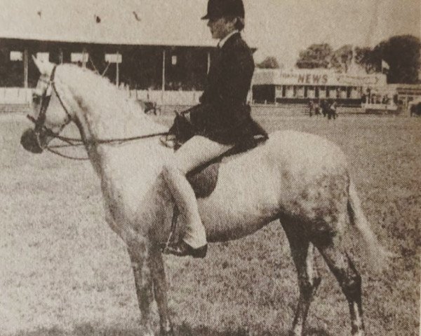 broodmare Cusop Harmony (British Riding Pony, 1973, from Cusop Dignity)