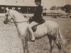 broodmare Cusop Harmony (British Riding Pony, 1973, from Cusop Dignity)