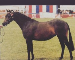 horse Spinningdale Birthday Parade (British Riding Pony, 1992, from Westacre Concerto)