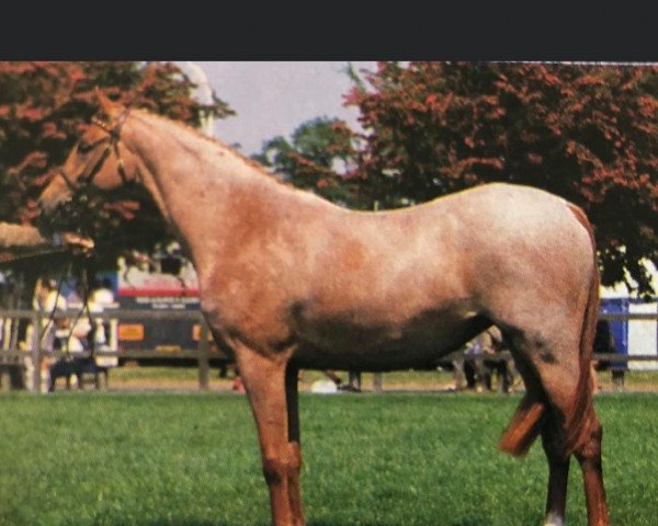 Pferd Rhos Elegance (British Riding Pony, 1989, von Walstead Composer)