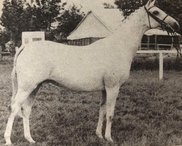 Zuchtstute Wingrove Stormaway (British Riding Pony, 1970, von Croft Martino)