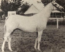 broodmare Wingrove Stormaway (British Riding Pony, 1970, from Croft Martino)