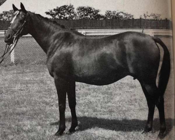 broodmare Perdita x (Anglo-Arabs, 1954, from Count Dorsaz ox)