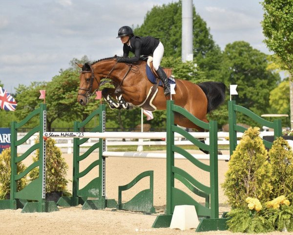 Springpferd Patience van den Dries (Belgisches Warmblut, 2015, von Thunder van de Zuuthoeve)