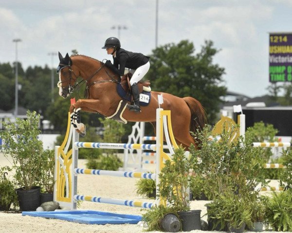 jumper Ushuaia van het Bellehof Z (Zangersheide riding horse, 2017, from Untouchable)