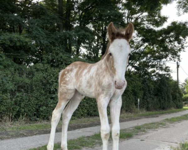 dressage horse Ephelia H (Oldenburg, 2023, from Esquin White)