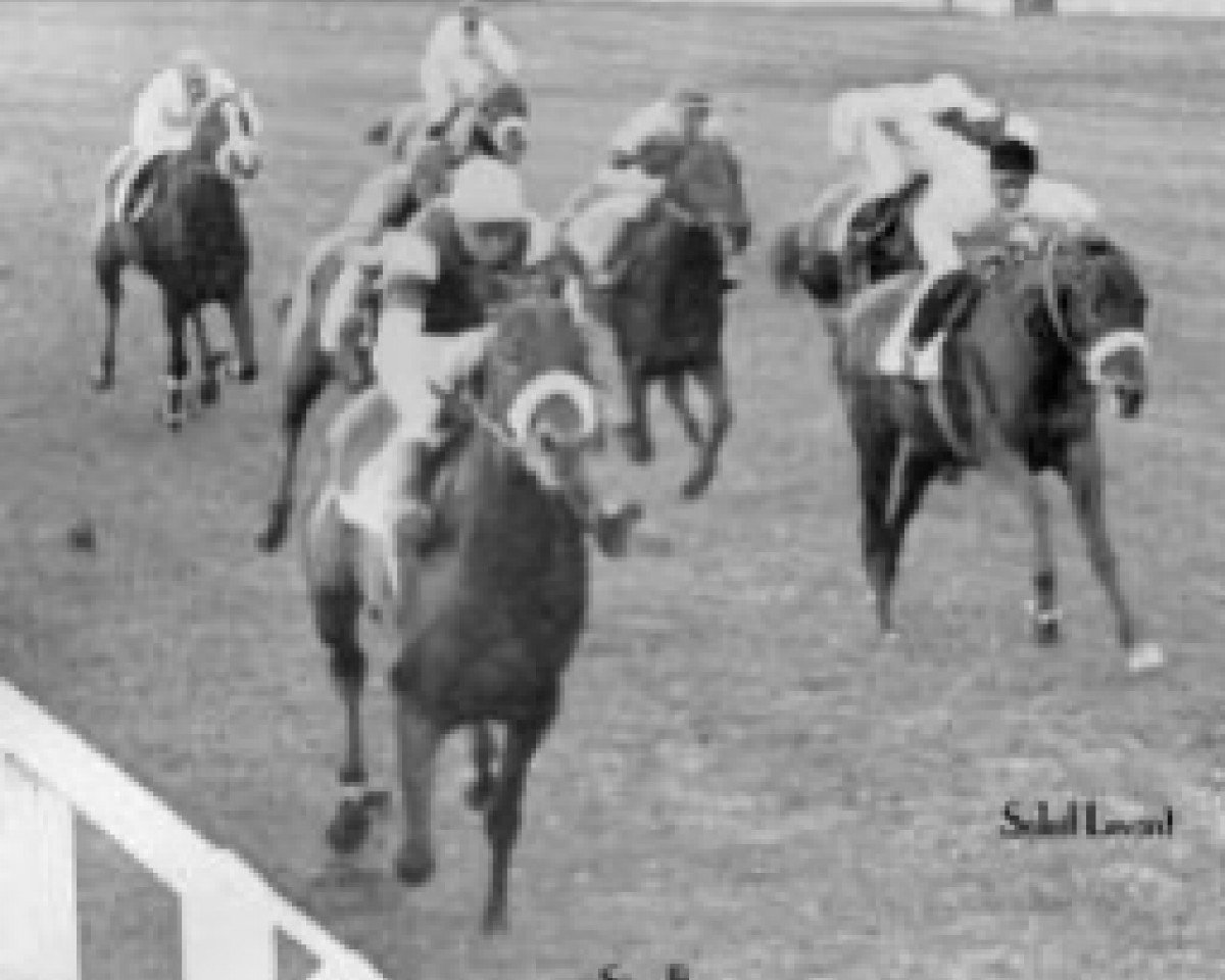 stallion Soleil Levant xx (Thoroughbred, 1951, from Sunny Boy III xx)