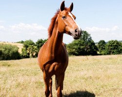 broodmare Penni (Zweibrücken, 2011, from Nebor)