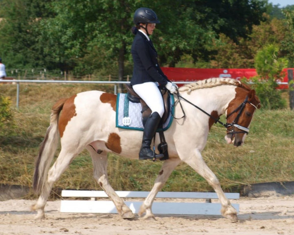 dressage horse Ambassador (Cruzado-Espanol, 2014)