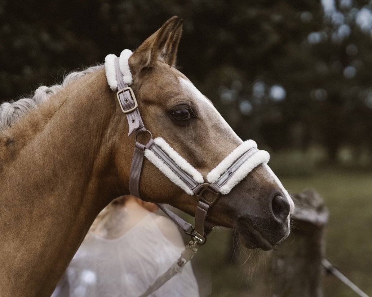 jumper Reitland‘s Fatima (German Riding Pony, 2010, from Argentino 83)