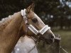 Springpferd Reitland‘s Fatima (Deutsches Reitpony, 2010, von Argentino 83)