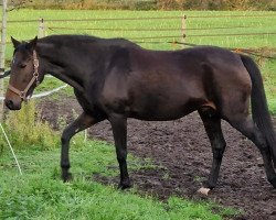 Zuchtstute Vienna de l’Eguille (New-Forest-Pony, 2009, von Priory Firelight II)