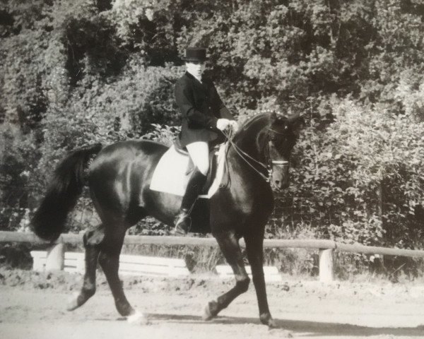 stallion Paterno (Rhinelander, 1983, from Pasternak)