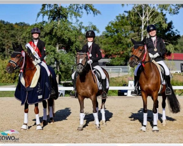 dressage horse Bo 4 (Welsh-Pony (Section B), 2008)