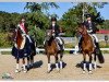 dressage horse Bo 4 (Welsh-Pony (Section B), 2008)