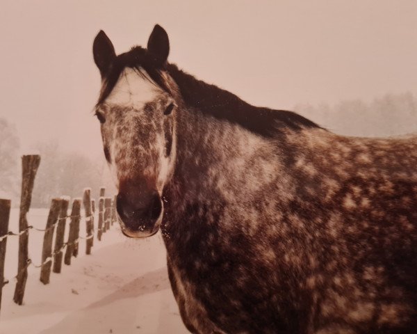 Pferd Kobold 160 (Brandenburger, 1996, von Kolibri)