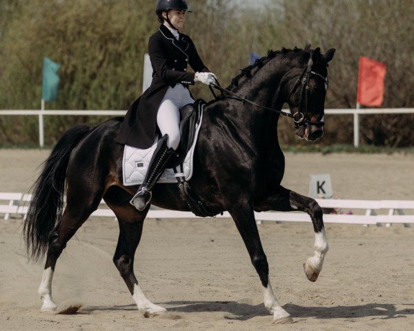 dressage horse Royal Dance (Hanoverian, 2011, from Royal Classic I)