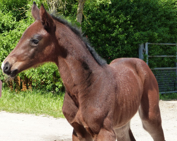 dressage horse Accroche´s Baronesse LpG (Holsteiner, 2023, from Accroche)