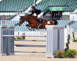 jumper Lausbub 458 (Hanoverian, 2015, from Lord Pizarro)