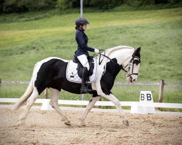 dressage horse Rosie 33 (Tinker / Irish Cob / Gypsy Vanner, 2008)