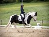 dressage horse Rosie 33 (Tinker / Irish Cob / Gypsy Vanner, 2008)