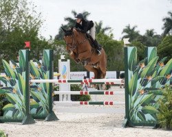 jumper Prix D'Heros van't Lief Kozen (Belgian Warmblood, 2015, from Nabab de Rêve)