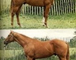 stallion Tourangeau xx (Thoroughbred, 1968, from Val de Loir xx)