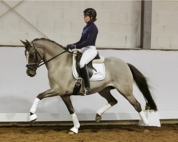 dressage horse Deep Kiss AT (German Riding Pony, 2017, from Dating At NRW)