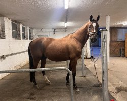 dressage horse Dino Martino (Hanoverian, 2003, from De Niro)