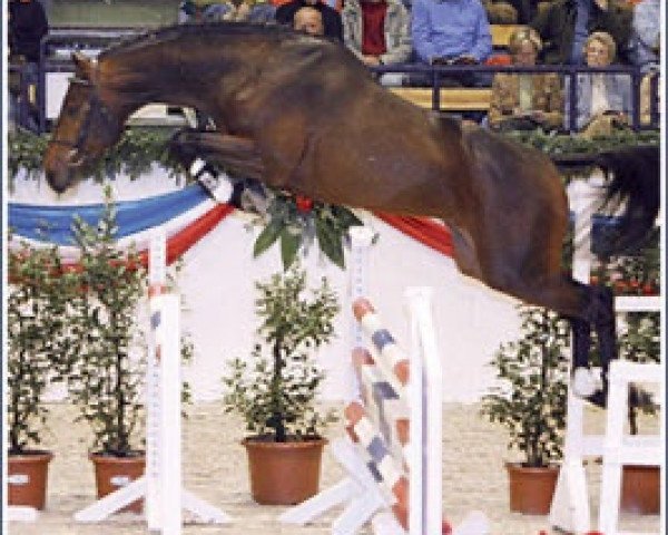 stallion Casero Della Caccia (Holsteiner, 2004, from Cosimo)