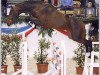 stallion Casero Della Caccia (Holsteiner, 2004, from Cosimo)