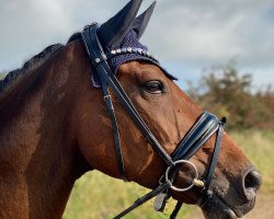 dressage horse Lamito 3 (Hannoveraner, 2014, from Lemony's Nicket)