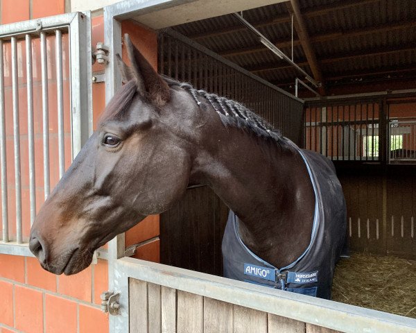 jumper Gran Torino 10 (German Sport Horse, 2017, from Glasgow van het Merelsnest)