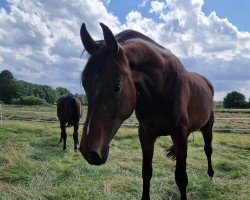 dressage horse Ferrysburg (Hanoverian, 2021, from Friedrich der Große)