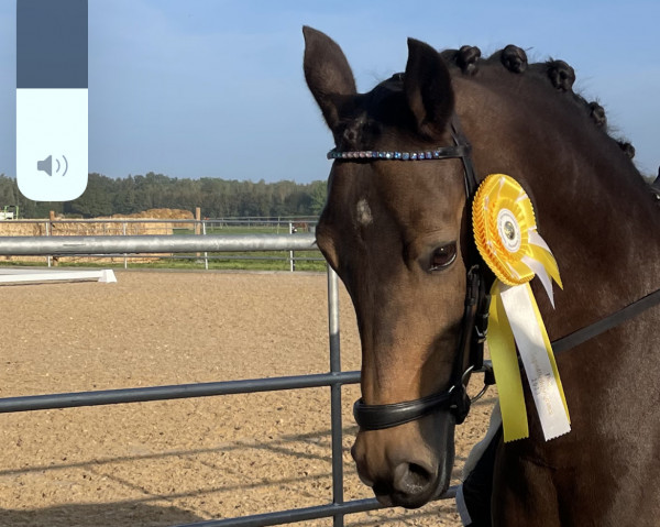 Zuchtstute Copacabana BEVS (Deutsches Reitpony, 2012, von Diors Daikiri)