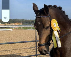 broodmare Copacabana BEVS (German Riding Pony, 2012, from Diors Daikiri)