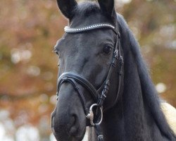 dressage horse Après-Vous (Hanoverian, 2012, from Ampère)