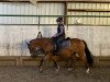 dressage horse Jolie (German Riding Pony, 2012, from Quaterback's Junior)