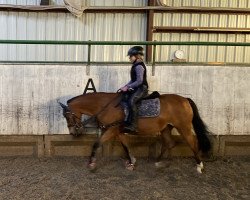 dressage horse Jolie (German Riding Pony, 2012, from Quaterback's Junior)